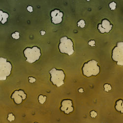 Scylla and Charybdis 1.1